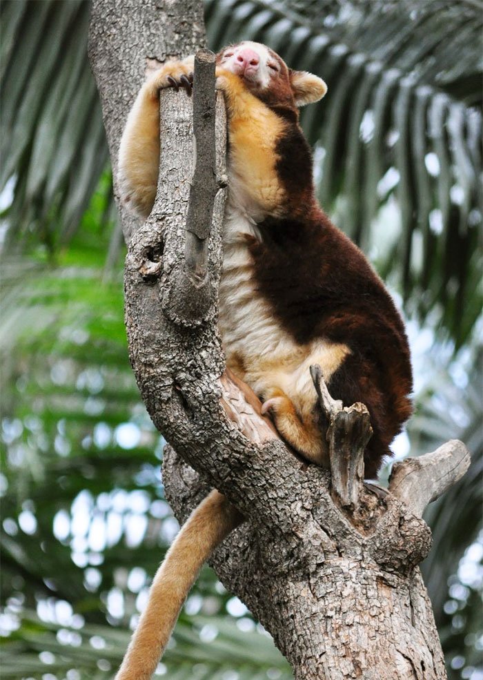 Очаровательные древесные кенгуру