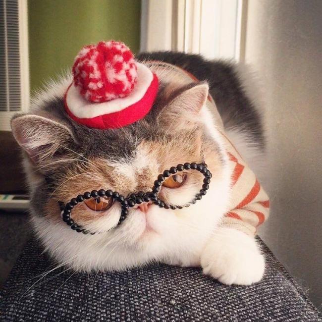 Знакомьтесь, это Буона – японская инста-кошка с безупречным чувством стиля (ФОТО)