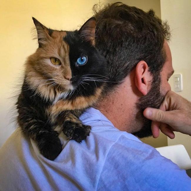 2 в 1: Кимера – восхитительная двуликая кошка-химера (ФОТО)
