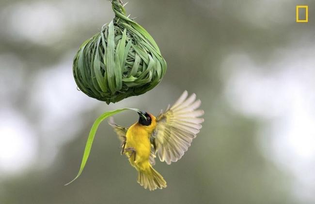 Фотоконкурс National Geographic: лучшие в мире снимки живой природы (ФОТО)