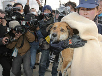 Спасенный японский пес воссоединился с хозяином
