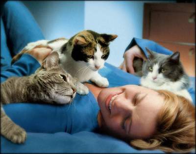 Специалисты подсказали, какие болезни лечат кошки
