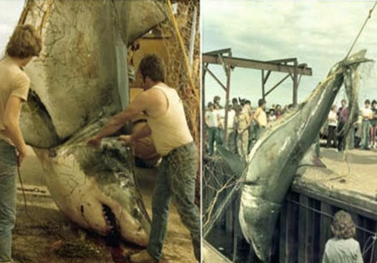 Самые большие пойманные в истории акулы