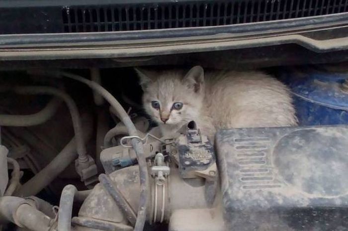 Необычные находки под капотами автомобилей