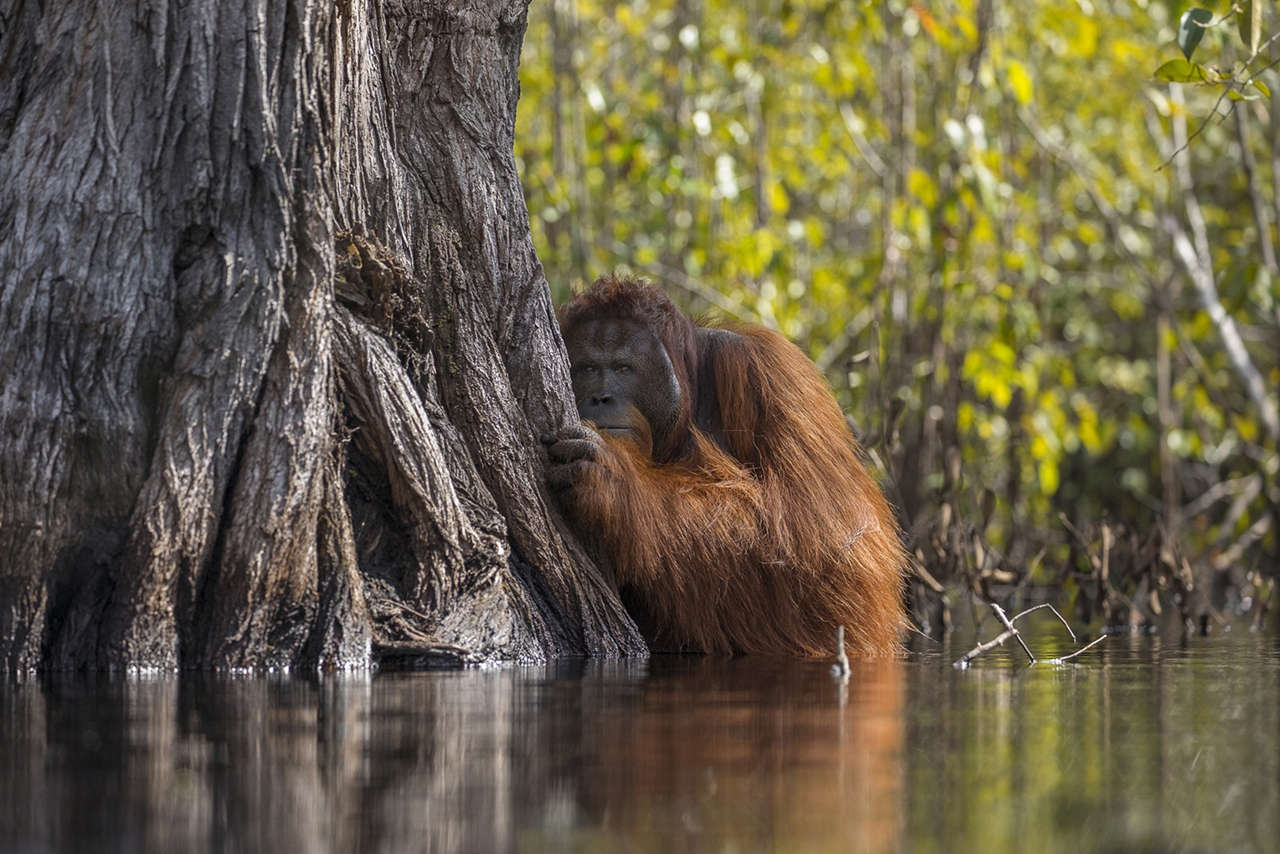 Финалисты конкурса Лучший фотограф природы — 2017 от National Geographic