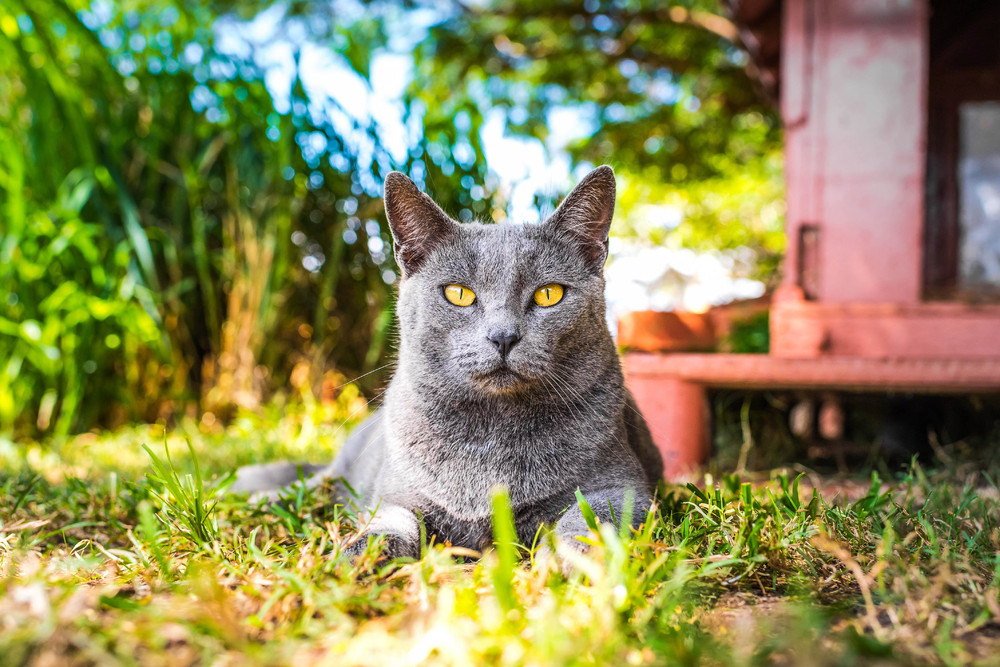 Рай для кошек на гавайском острове Ланаи