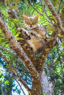 Уникальный остров бродячих кошек на Гавайях. Фото