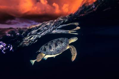 Лучшие снимки природы по версии National Geographic. Фото