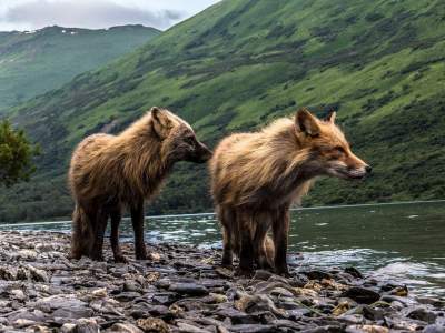 Лучшие снимки природы по версии National Geographic. Фото