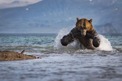 Лучшие снимки природы по версии National Geographic. Фото