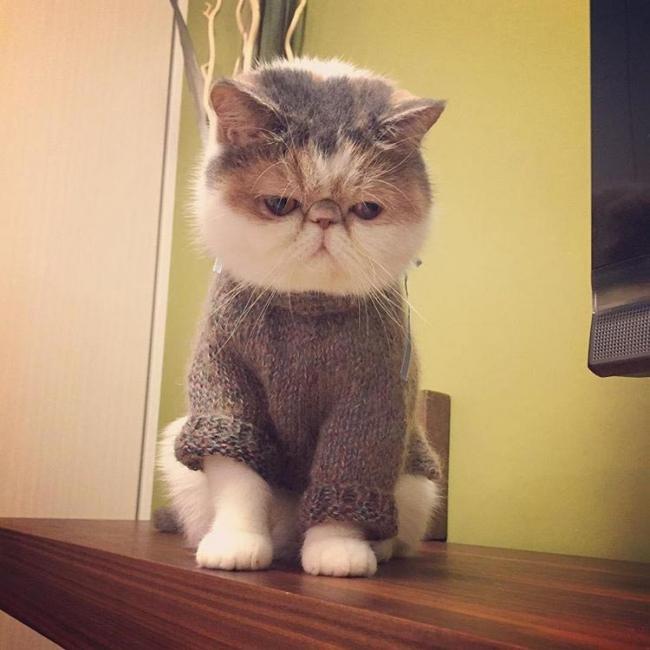 Знакомьтесь, это Буона – японская инста-кошка с безупречным чувством стиля (ФОТО)