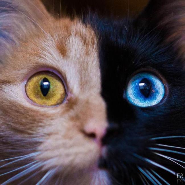 2 в 1: Кимера – восхитительная двуликая кошка-химера (ФОТО)