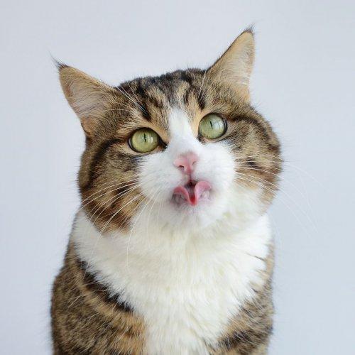 Знакомьтесь, это Рэкси – кот, который любит показывать язык (ФОТО)