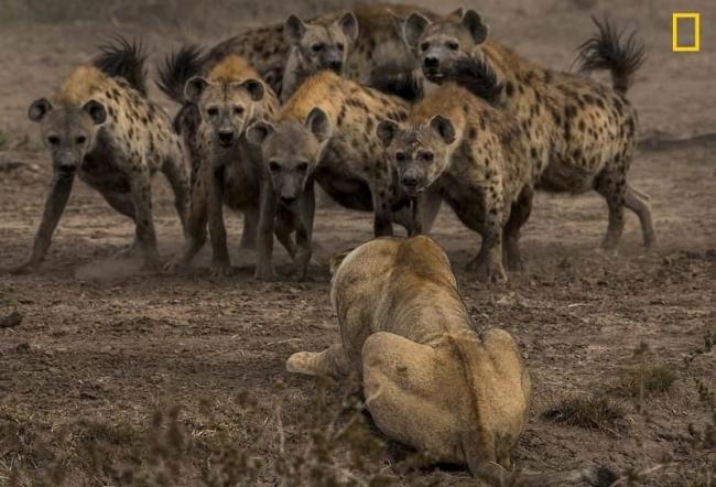 Фотоконкурс National Geographic: лучшие в мире снимки живой природы (ФОТО)