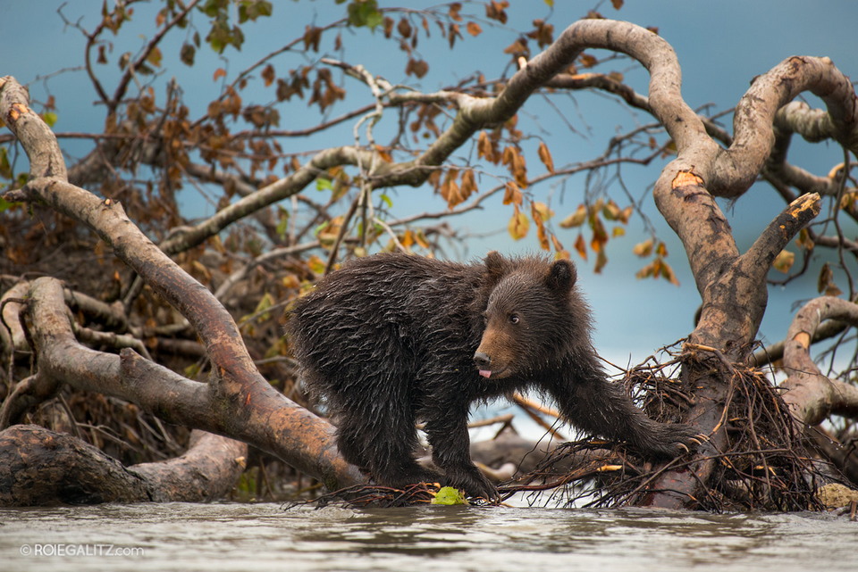 Мама-медведица учит медвежат ловить рыбу