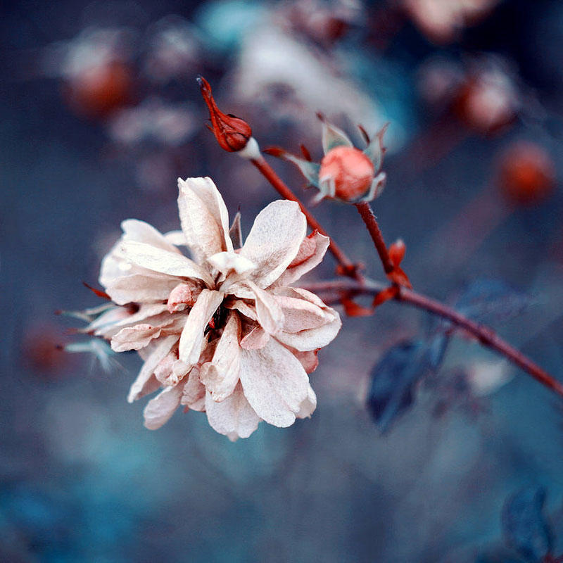 Цветы от польской фотохудожницы Барбары Флорчик