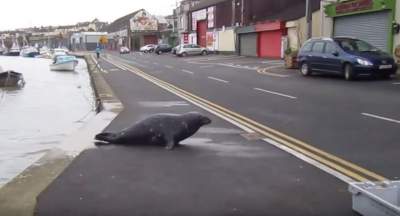 В Дублине тюлень стал постоянным клиентом рыбного ресторана