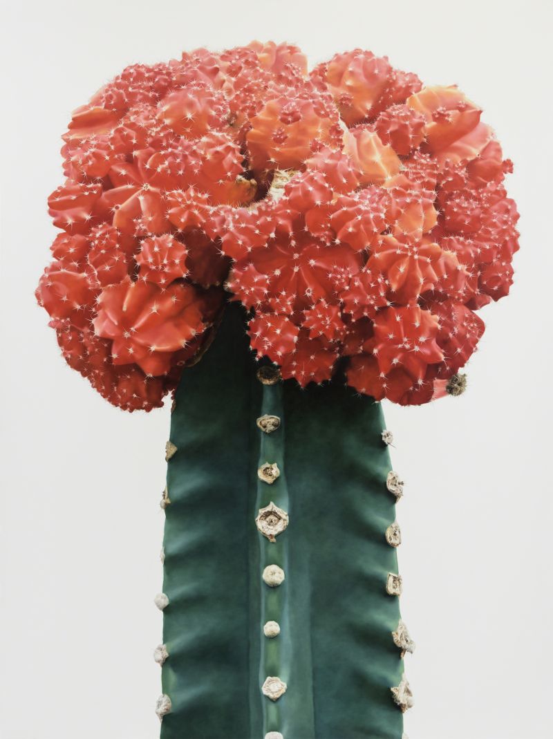 Гиперреалистичные рисунки кактусов от корейского художника Ли Кван-хо