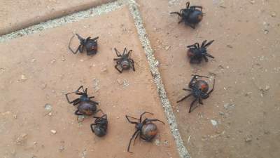 Это Австралия, детка: людей шокировал дождь из ядовитых пауков