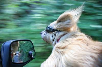 Прикольные фотки собак, обожающих ветер