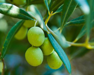 Оливки способны укрепить сосуды