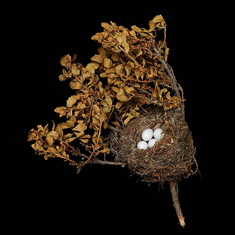 Птичьи гнезда как шедевры природной архитектуры