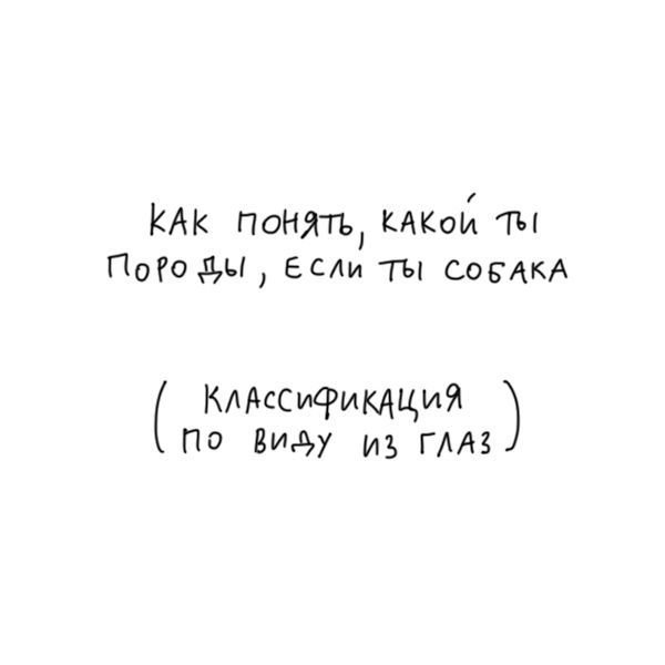 Как собаке понять, какой она породы