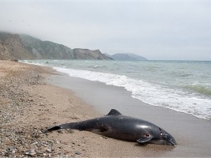 В Тихой бухте Коктебеля нашли мертвого дельфина 