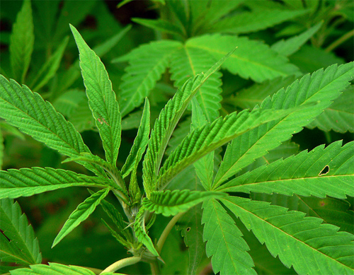 В Калифорнии арестованы "марихуановые бабушки"