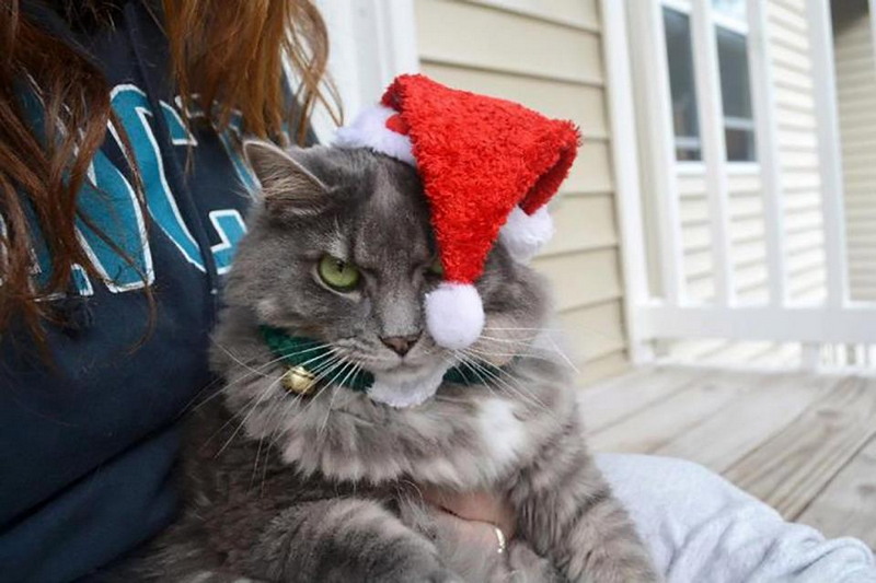 Недовольные животные в рождественских костюмах