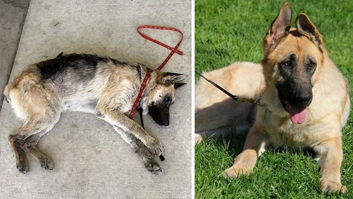 16 историй спасения собак, находящихся на грани смерти