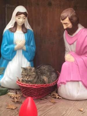 Озорные коты стали частью рождественских вертепов