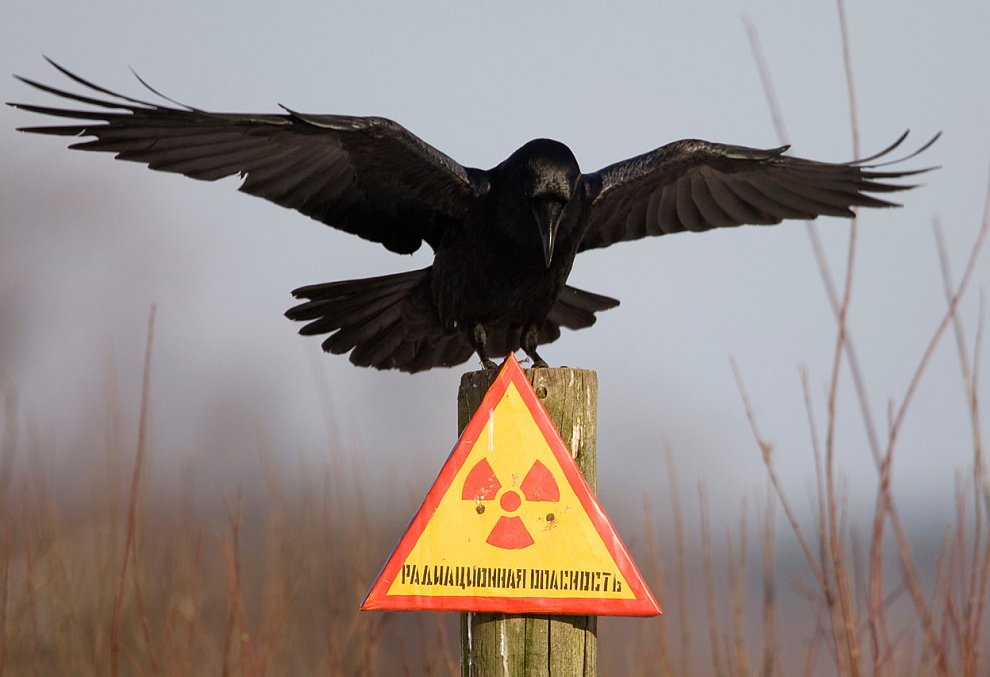 В Чернобыле выжили только черные птицы