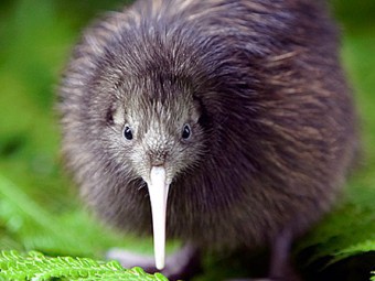 В Сочи завелась новозеландская птица