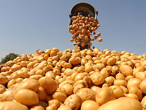 Украина увеличила экспорт картофеля в 62 раза, импорт возрос в 4 раза