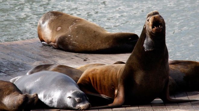 Аквапарк в США закрыли из-за морского льва, укусившего посетителя за половой орган  