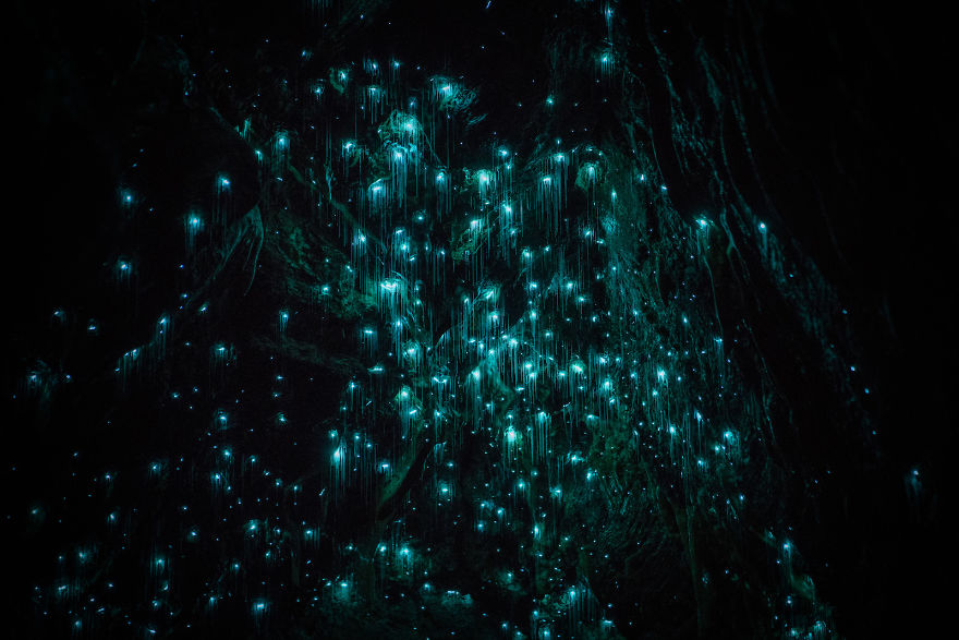 Пещеры звезд: дайвер-фотограф побывал в светящихся подземельях Новой Зеландии