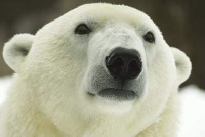 В американском зоопарке белая медведица отметила свой 37 день рождения. Фото