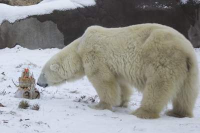 В американском зоопарке белая медведица отметила свой 37 день рождения. Фото