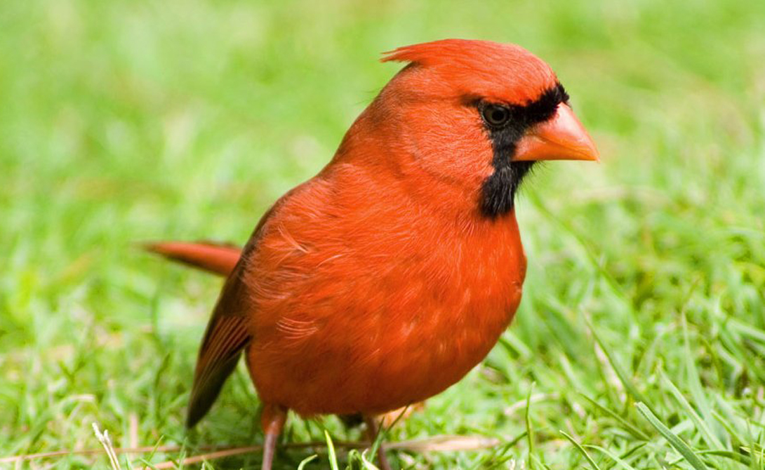 7 самых опасных птиц в мире