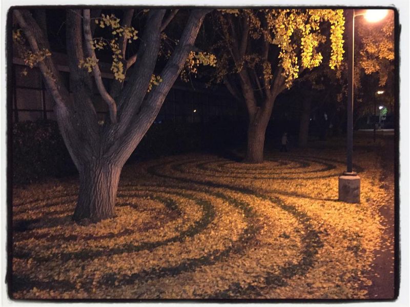 Узоры из опавших листьев от сотрудницы университета