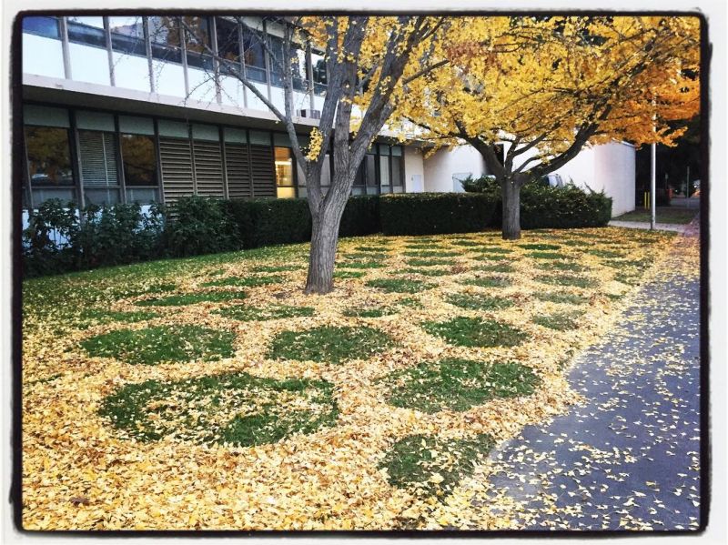 Узоры из опавших листьев от сотрудницы университета