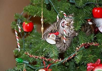  «Коварные» животные, знающие, как испортить Рождество