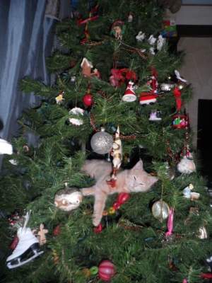  «Коварные» животные, знающие, как испортить Рождество