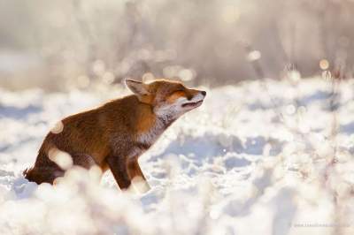 Забавные фотки диких лисиц, соскучившихся по снегу	