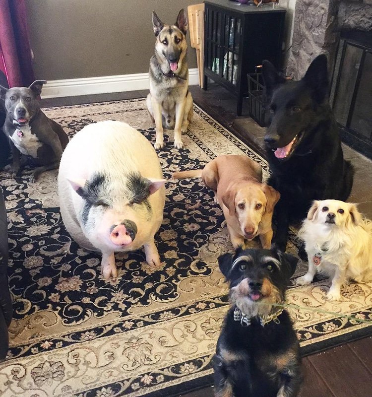 Домашняя свинья живёт в компании 5 собак