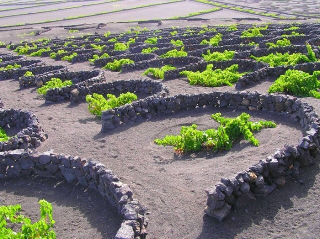 Вулканические камни помогают виноделам острова Лансароте