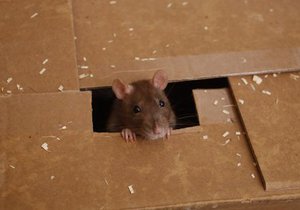 В Австралии объявили в розыск крысу, укравшую вставную челюсть