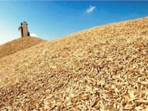 Украина собирается продать половину урожая зерна 