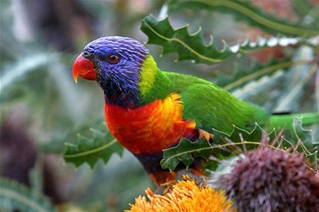 "Дожди" из пьяных попугаев вновь прошли по Австралии